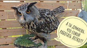 Прокрастинирую от одной совы к другой. Такой себе день-тюлень. Сову Ёлку кусают мошки