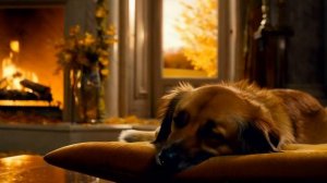 колыбельная для собак🐶музыка для собак 🐶 Cozy halloween atmo