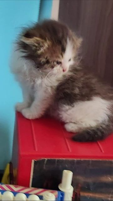 Ой, я чуть не упал. #котенок смотреть онлайн