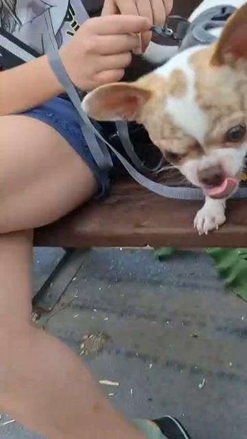 Решила погладить Джека когда он злой) смотреть онлайн