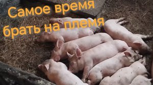 Самое время брать хрюшек на ПЛЕМЯ ✅