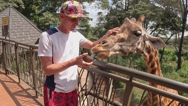 ВСТРЕЧА С ПОТАЙНЫМ ПОДПИСЧИКОМ В АФРИКЕ / ЦЕНТР ЖИРАФОВ в НАЙРОБИ смотреть онлайн