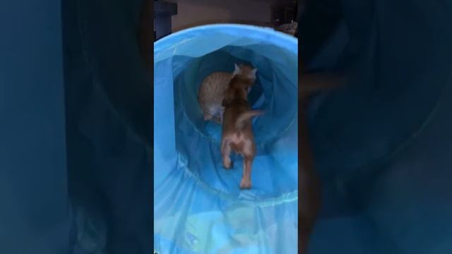 Лемми и Алекс смотреть онлайн