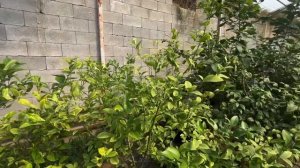 обрезка лимона в теплице   #trimming lemon tree