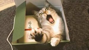 СМЕШНЫЕ ВИДЕОПРИКОЛЫ  |Смешные видео с животными- Лучшие ПРИКОЛЫ | Я РЖАЛ ДО СЛЕЗ|ПОДБОРКА ПРИКОЛОВ