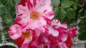 🌹Пёстрая роза🌹«Фоурт ов джули». Июнь 2025.