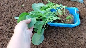 Что добавить в лунку при посадке капусты для защиты от вредителей