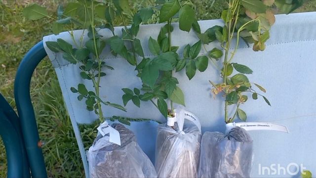 Распаковка посылки с розами зимней прививки из питомн