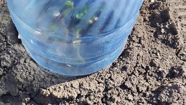 От такой подкормки всё растёт как на дрожжах.