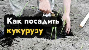 Как посадить кукурузу в Сибири, Урале и на Дальнем Востоке - посадка кукурузы в грунт