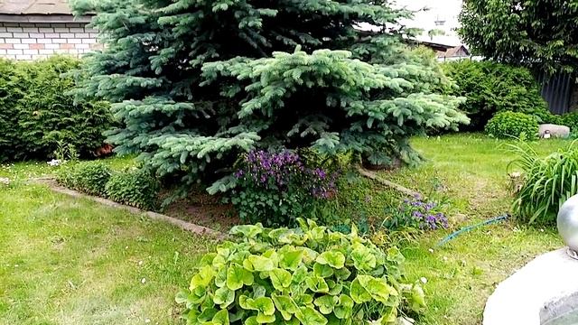 VID_20250605_173618 Лебеди