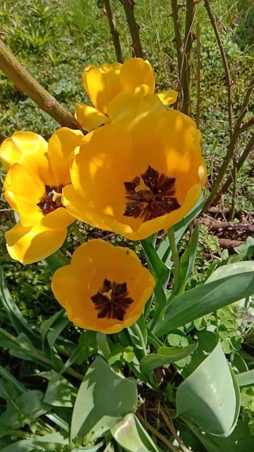Жёлтые тюльпаны