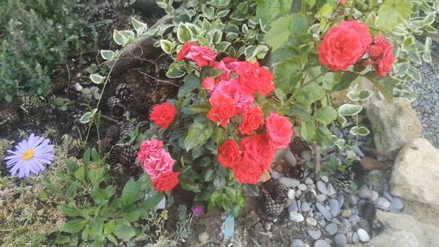 Роза Миджет