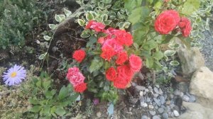 Роза Миджет