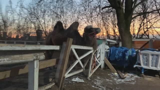 Ежедневная беговая тренировка :) смотреть онлайн