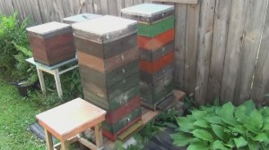 Бакфаст и карника-лунц в огороде (сравнение)   Сюжет 23