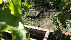 21. Мускат Блуа (Блау) начал цвести.