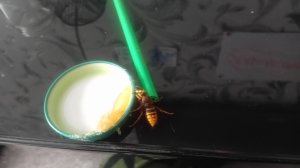 Приручил шершня !