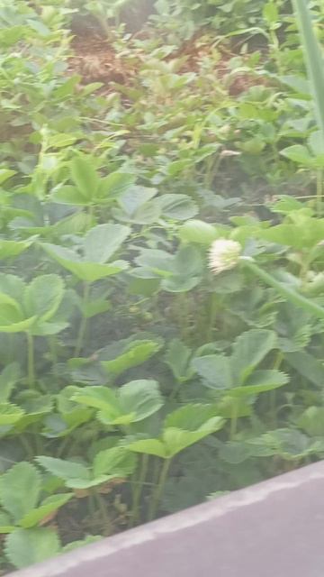 1000007692.mp4 смотреть онлайн