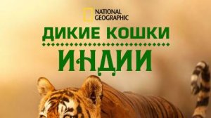 Дикие кошки Индии | 2 серия |  Королевство большой кошки | NAT Geo