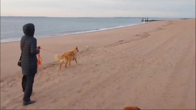Ташкент. Мочка у собаки разорвана. Сделали операцию. смотреть онлайн