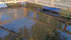 разведение карпа в садке