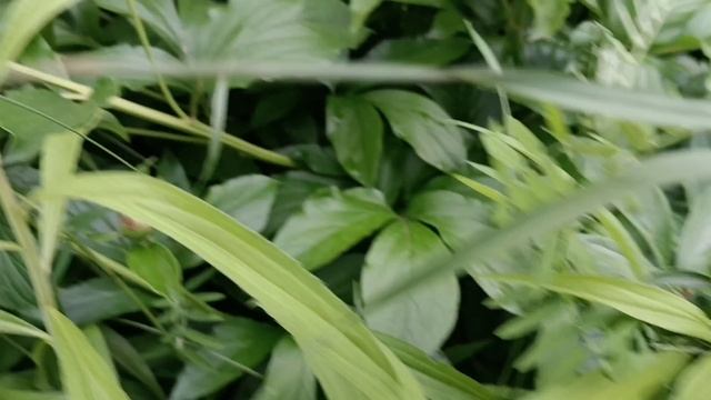 Прекрасное начало лета!💐🌸🌷 смотреть онлайн