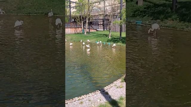 И так хочется крылья распустить и взлететь... смотреть онлайн