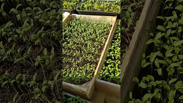 Переезд томатов для открытого грунта на солнышко 10.04.20