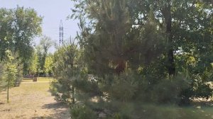 Ростов-на-Дону Зеленый остров 06.06.2025