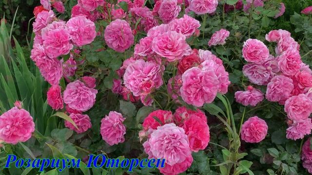 06.06.2025 Цветы у дома