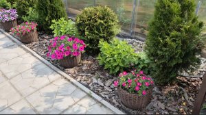 Петуния серии Тайдал вейв, Опера суприм, Виста и др. Калибрахоа. Вирус на петунии.