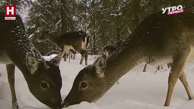 Рубрика «Ловушка»: перезагрузка | ЗООМАНИЯ