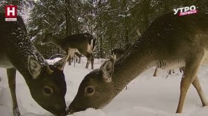 Рубрика «Ловушка»: перезагрузка | ЗООМАНИЯ