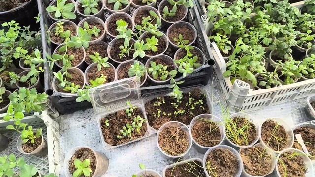 Розы прекрасно зимуют без укрытия. Частично переезжаю