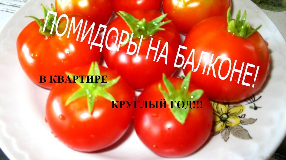 Как выращивать помидоры в квартире? Круглый год. Помидоры. На окне, на подоконнике. Простой лайфхак смотреть онлайн