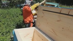 Готовлю пчёл к отправке. Илья-Муромцы. Злая семья, что делаю. Пересаживаю пчёл. Сопровождение пасек