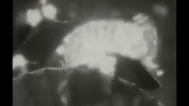 Singing Raccoon Palace（1942)Такаяма Хироко в роли Окуро танцует Х?