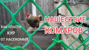 Нашествие комаров Спасаю кур-несушек от этой напасти