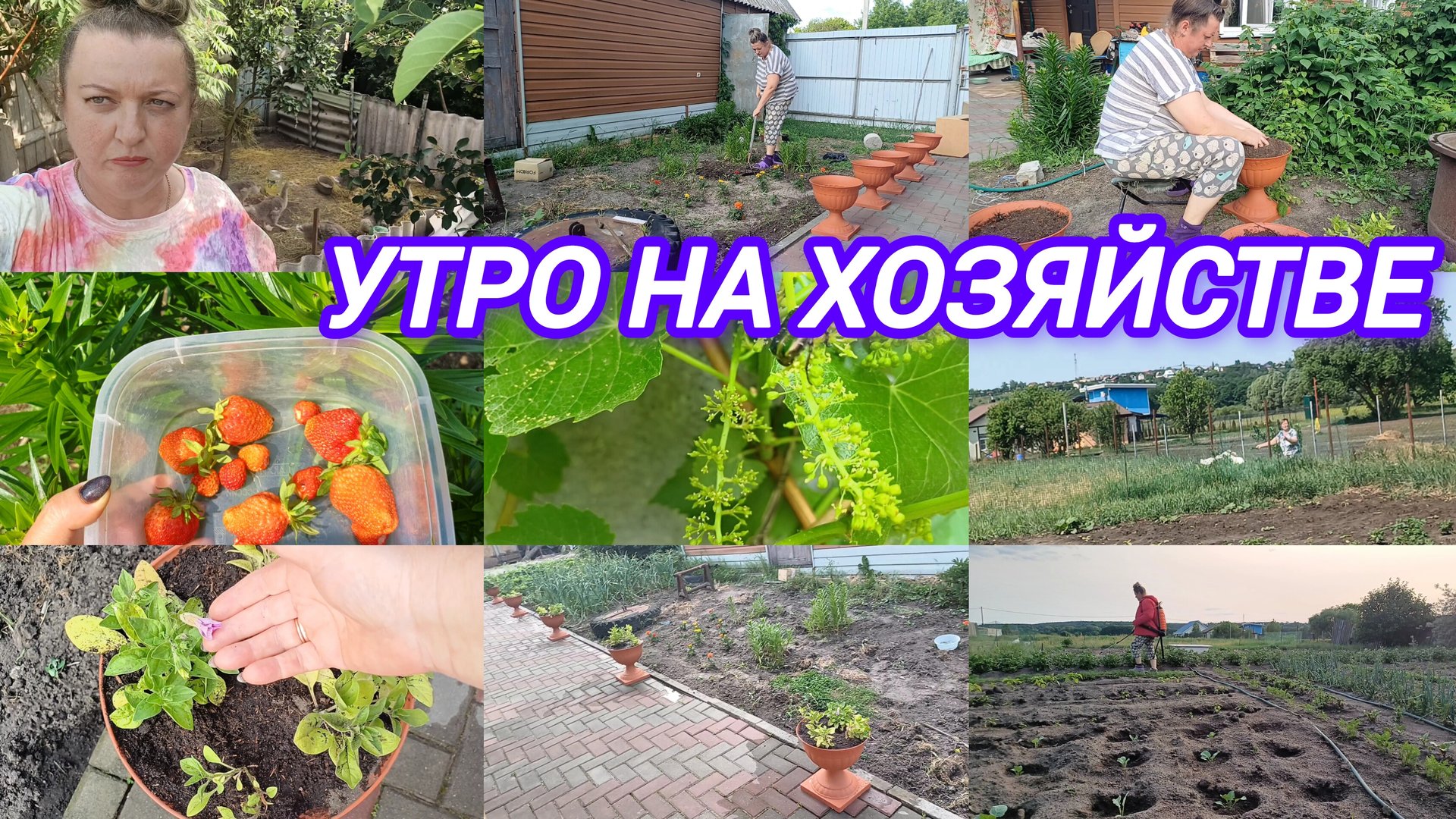 УТРО НА ХОЗЯЙСТВЕ. ГУСЯТА. ВАЗОНЫ С ЦВЕТАМИ. КЛУБНИКА. БОРЬБА С КОЛОРАДСКИМ ЖУКОМ смотреть онлайн