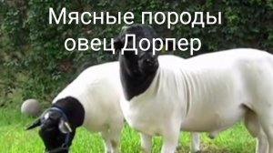 Это золотой баран или просто хайп? Разбираемся в особенностях мясных пород овец Дорпер.