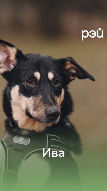 🐕 Они мечтают сказать вам своё первое «гав»! смотреть онлайн