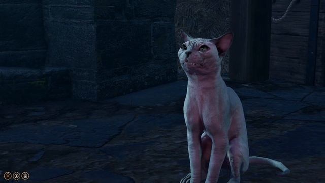 Котик не так прост (Baldur's Gate 3) смотреть онлайн