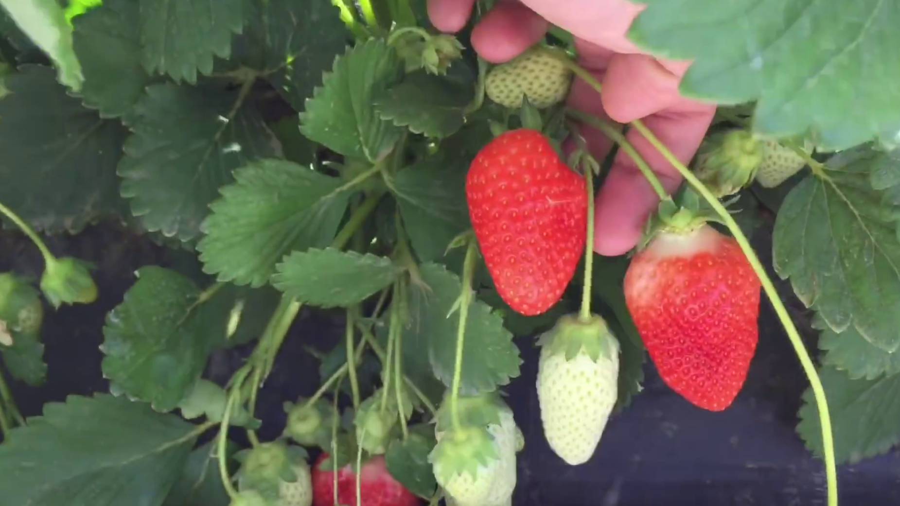 КЛУБНИКА НАЛИВАЕТСЯ НА ГЛАЗАХ! Подкормка клубники во время плодоношения. Полезные и Вредные советы смотреть онлайн