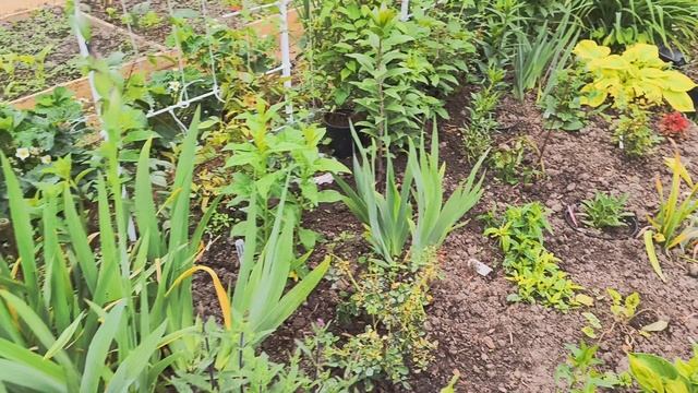 Обзор сада на 6 июня и новое изделие из ротанга. смотреть онлайн