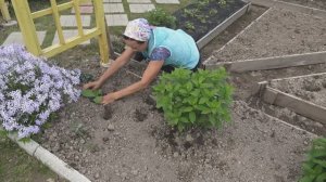 6 соток 3 июня 2025 года. 2 часть.