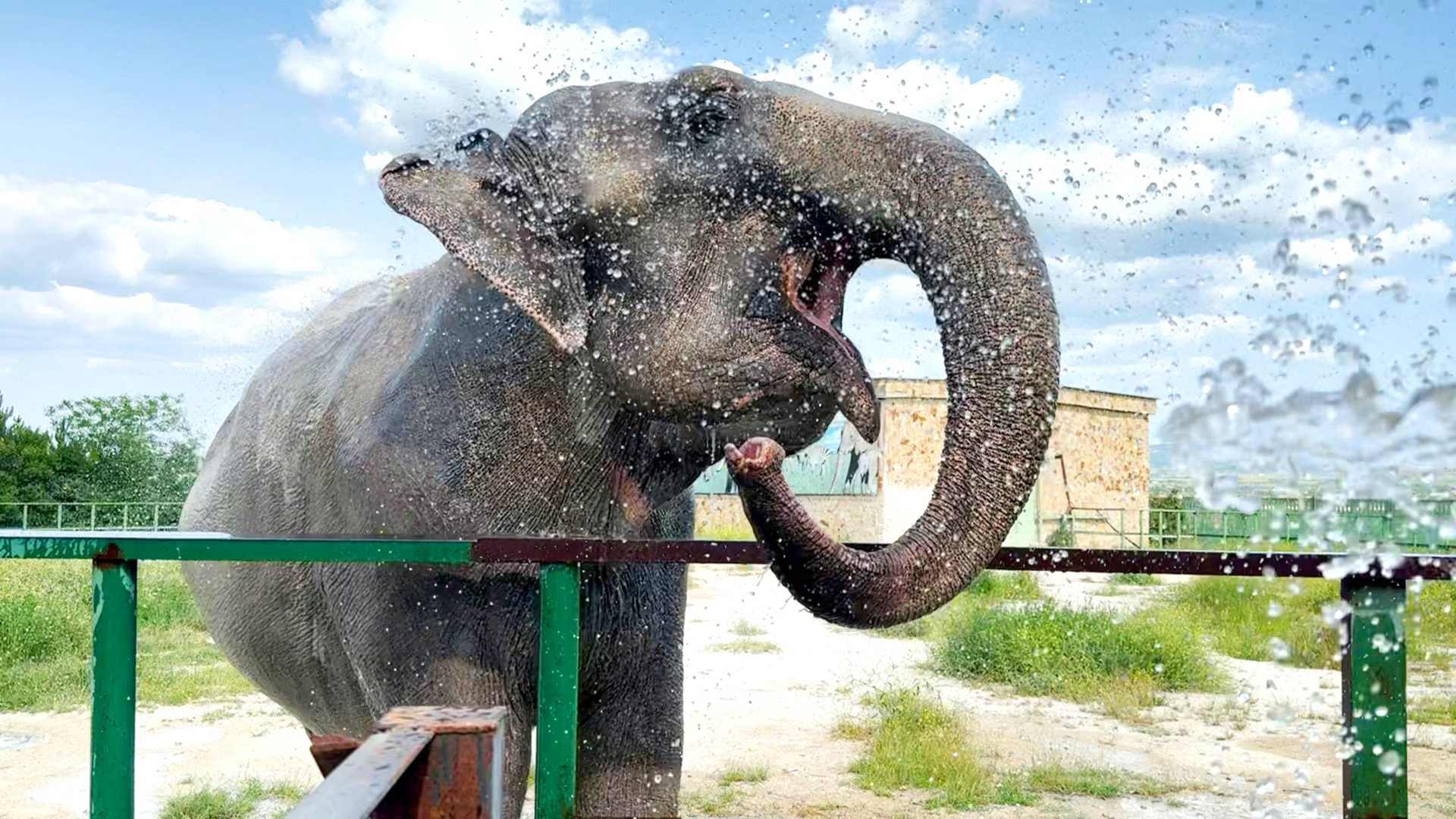 Магда не любит плавать в озере, зато летний душ ей по душе! Кушает брокколи и не впадает в депрессию смотреть онлайн