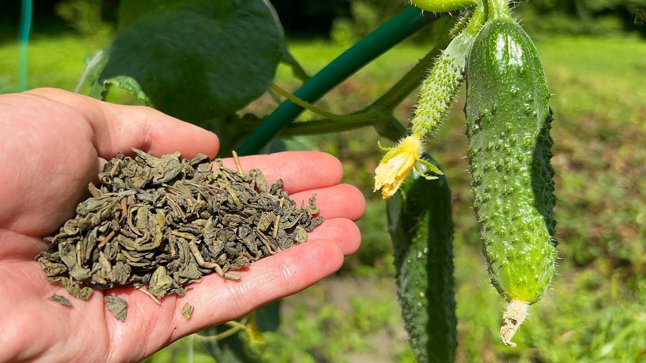 Так просто! Подсыпал листья — и огурцы сразу начали расти, как сумасшедшие!