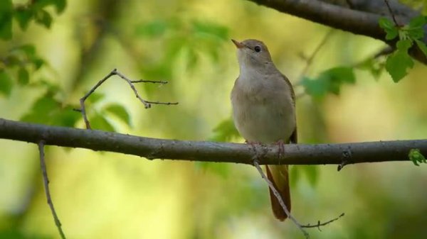 ENCHANTING NIGHTINGALE CHIRPS _ RELAXING NATURE SOUNDS _ BEAUTIFUL BIRD SONGS _