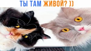 АЛЁ, ДРУЖИЩЕ! ))) Приколы с котами | Мемозг 1615